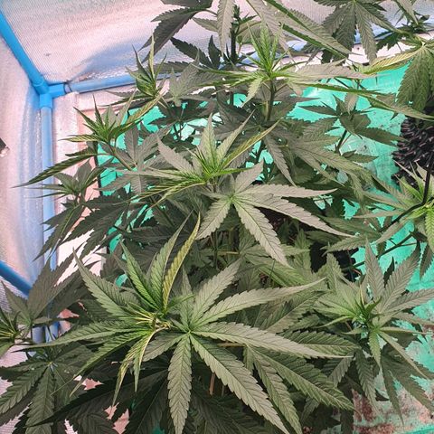 Purple Queen growlog timeline photo