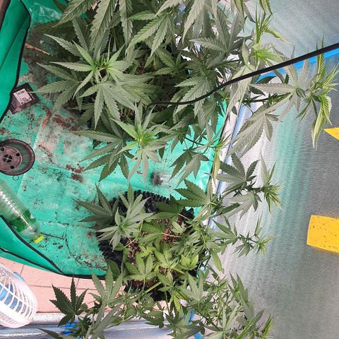Purple Queen growlog timeline photo