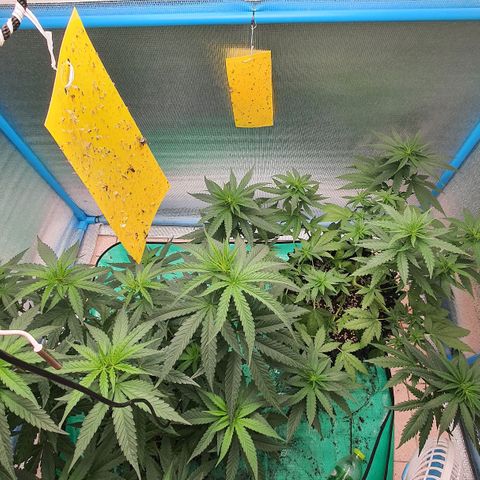 Purple Queen growlog timeline photo