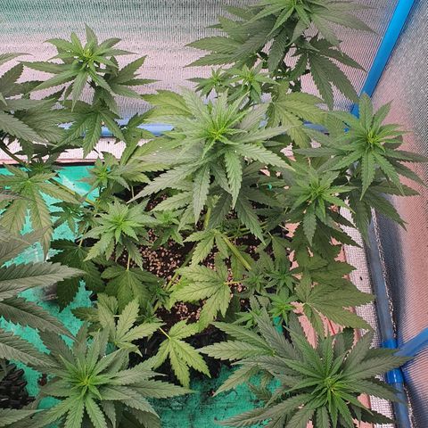Purple Queen growlog timeline photo