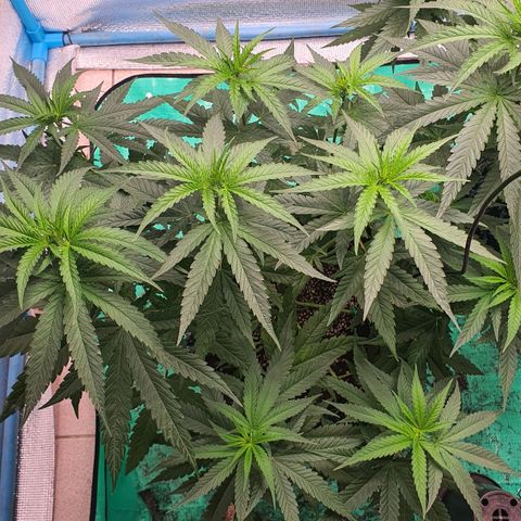Purple Queen growlog timeline photo