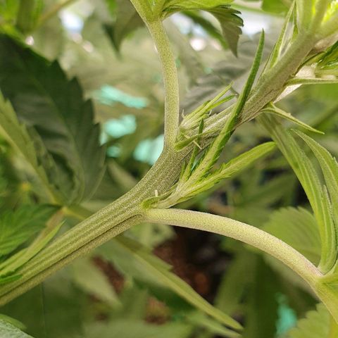 Purple Queen growlog timeline photo