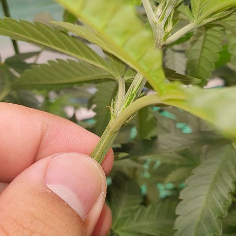 Purple Queen growlog timeline photo