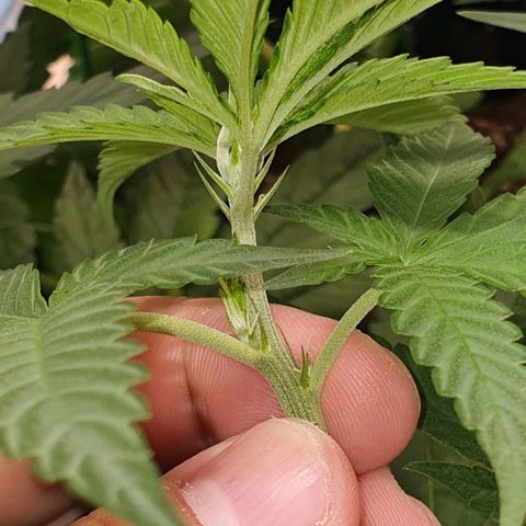 Purple Queen growlog timeline photo