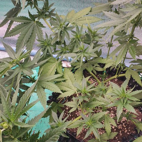 Purple Queen growlog photo: ปลูก coco topping
ปลูกดินปลูก fimmimg