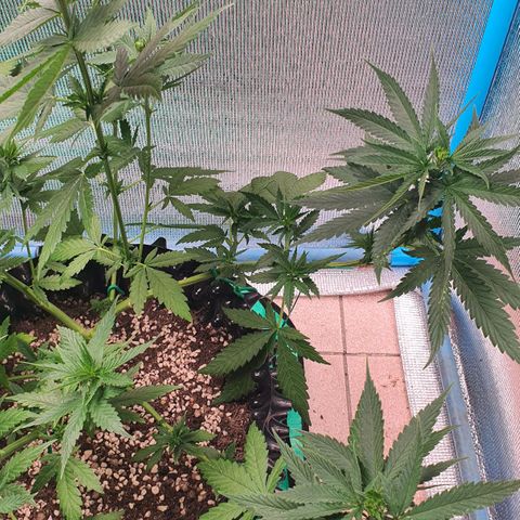 Purple Queen growlog photo: ปลูก coco topping
ปลูกดินปลูก fimmimg