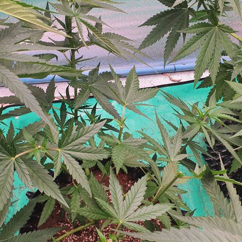 Purple Queen growlog photo: ปลูก coco topping
ปลูกดินปลูก fimmimg