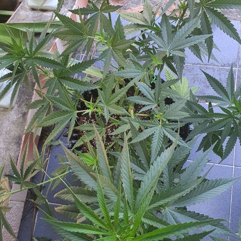 Purple Queen growlog timeline photo