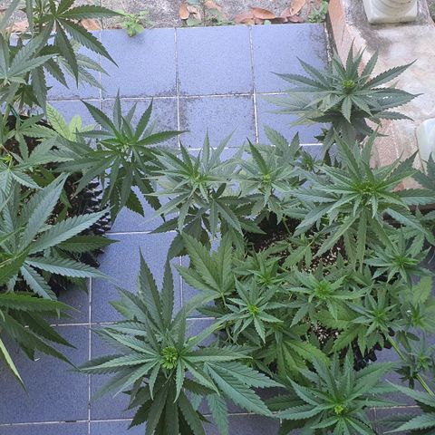 Purple Queen growlog timeline photo
