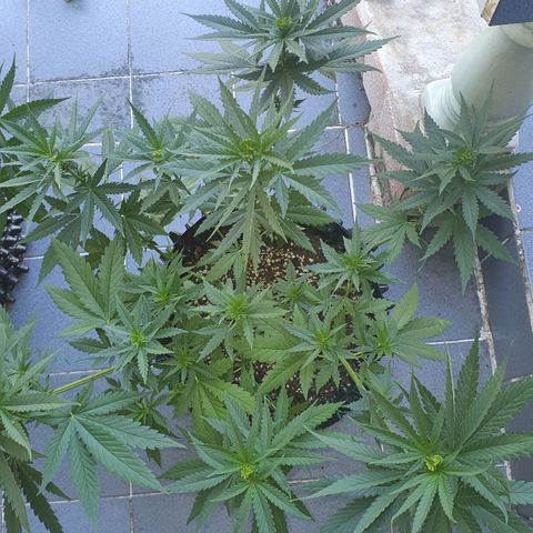 Purple Queen growlog timeline photo