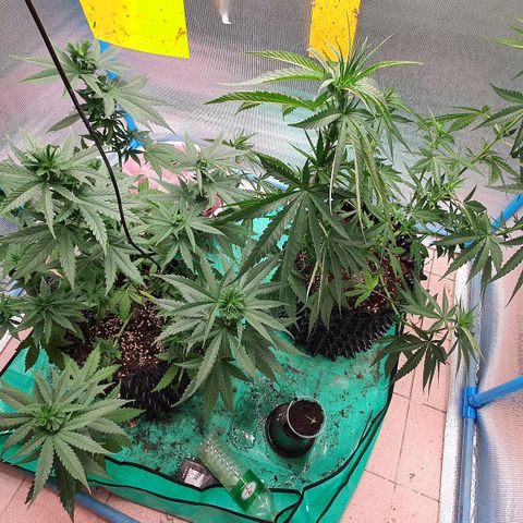 Purple Queen growlog timeline photo