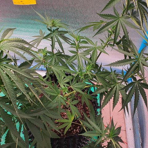 Purple Queen growlog timeline photo