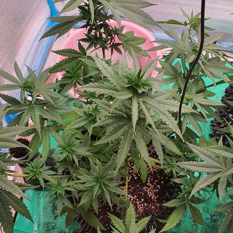 Purple Queen growlog timeline photo