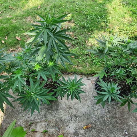 Purple Queen growlog timeline photo