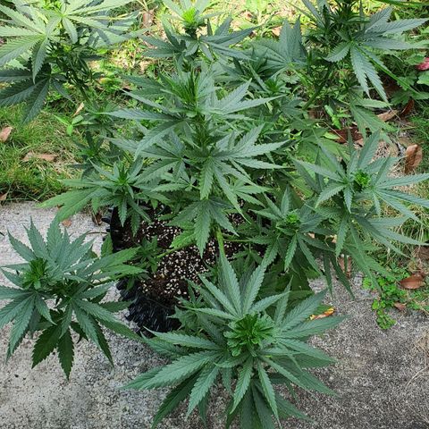 Purple Queen growlog timeline photo