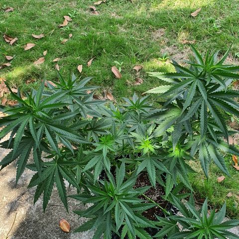 Purple Queen growlog timeline photo