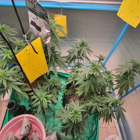 Purple Queen growlog timeline photo
