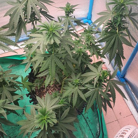 Purple Queen growlog timeline photo