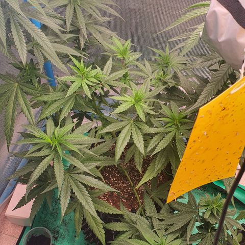 Purple Queen growlog timeline photo
