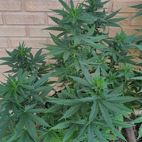 Purple Queen growlog timeline photo