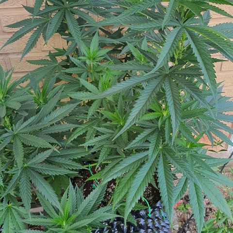 Purple Queen growlog timeline photo