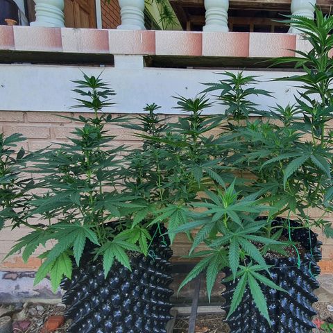 Purple Queen growlog timeline photo