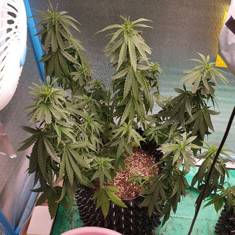 Purple Queen growlog timeline photo
