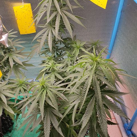 Purple Queen growlog timeline photo