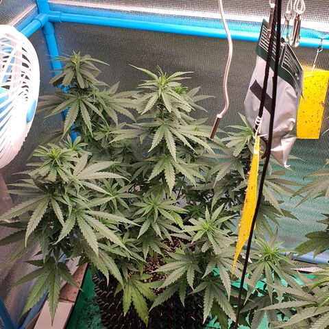 Purple Queen growlog timeline photo