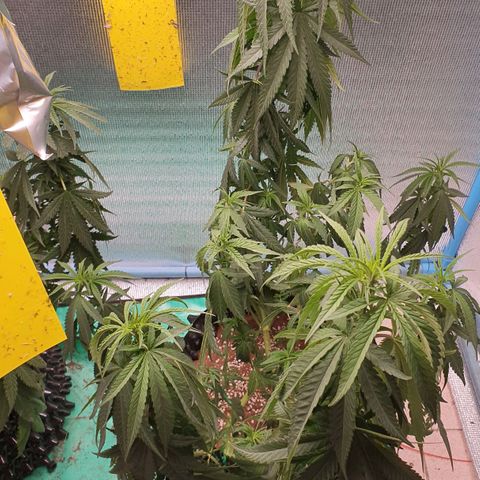 Purple Queen growlog timeline photo