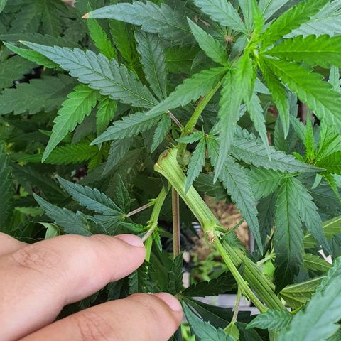 Purple Queen growlog timeline photo