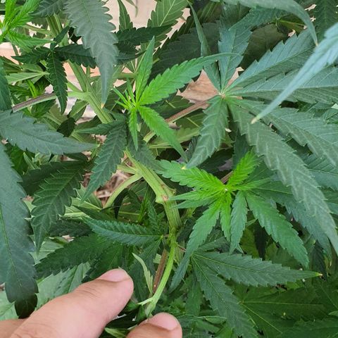 Purple Queen growlog timeline photo