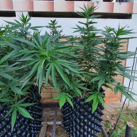Purple Queen growlog timeline photo