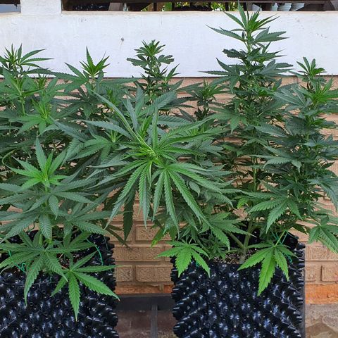 Purple Queen growlog timeline photo