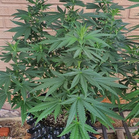 Purple Queen growlog timeline photo