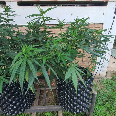 Purple Queen growlog timeline photo