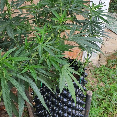 Purple Queen growlog timeline photo