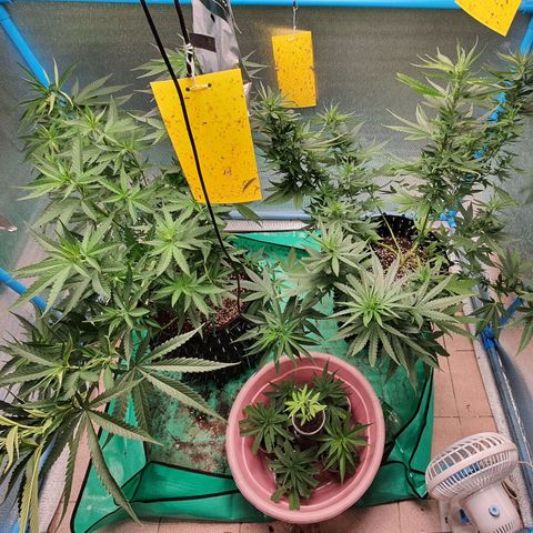 Purple Queen growlog timeline photo