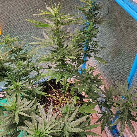 Purple Queen growlog timeline photo