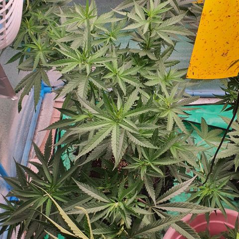 Purple Queen growlog timeline photo