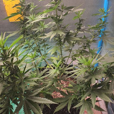 Purple Queen growlog timeline photo