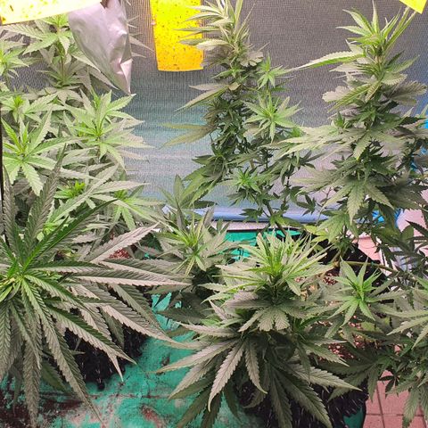 Purple Queen growlog timeline photo