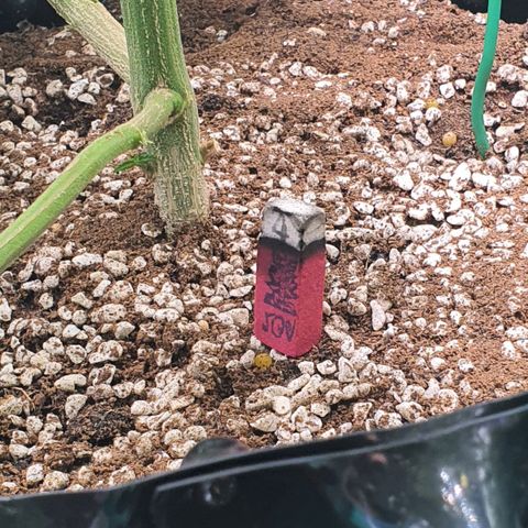 Purple Queen growlog timeline photo