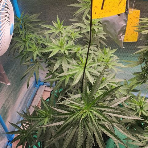 Purple Queen growlog timeline photo