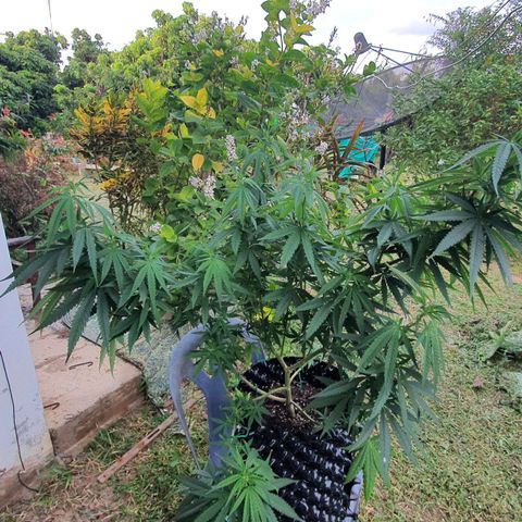 Purple Queen growlog timeline photo