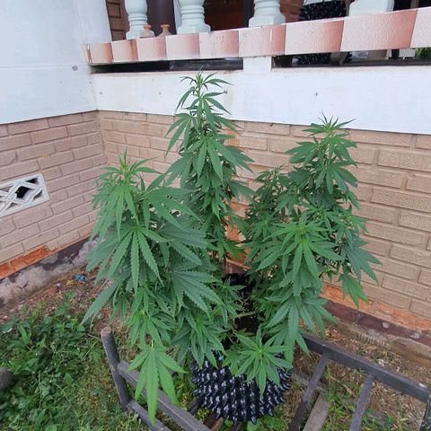 Purple Queen growlog timeline photo
