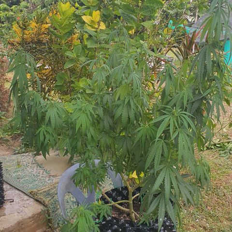 Purple Queen growlog timeline photo