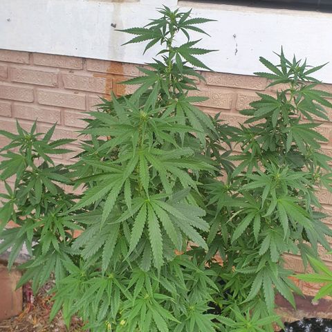 Purple Queen growlog timeline photo