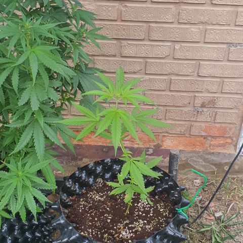 Purple Queen growlog timeline photo