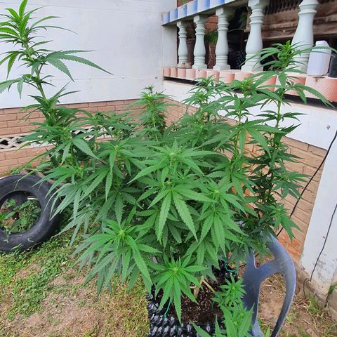 Purple Queen growlog timeline photo